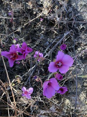 Clarkia 6.12.21