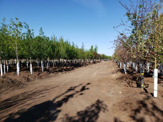 Acres of trees deciduous and Evergreen