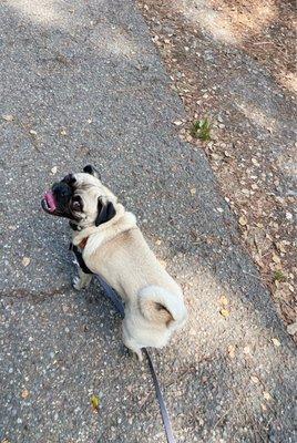 Such a great hiking partner!