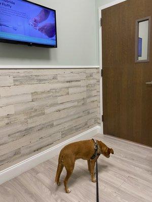 My famous dog BORI checking out his exam room.