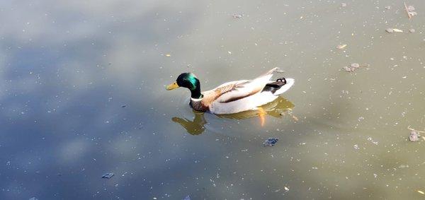 Mallard