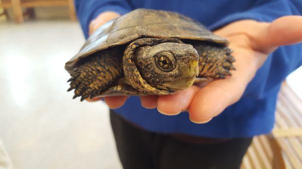 Western pond turtle