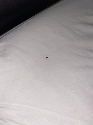 Bed bug