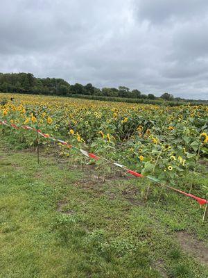 Sunflower field