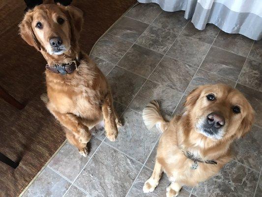 Showing off their cuteness in exchange for a treat.