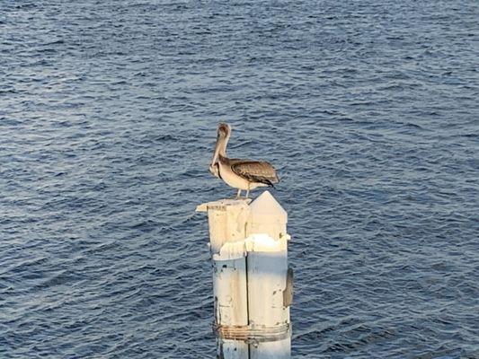 Lot's of pelicans! It's Florida.