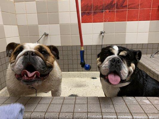 Two clean bulldogs!