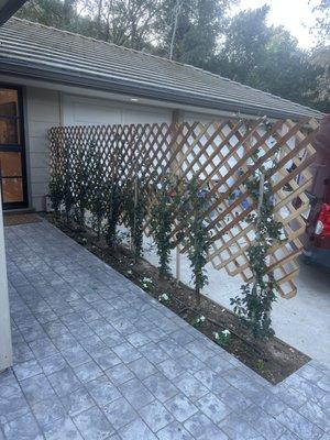 Star jazmin plants with trellis we made