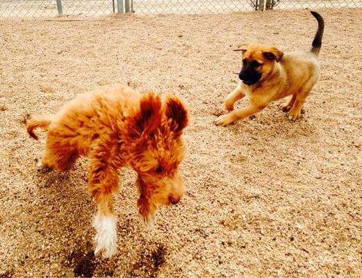 Merle and cooper enjoying daycare.