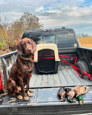 Layton Retriever Kennels