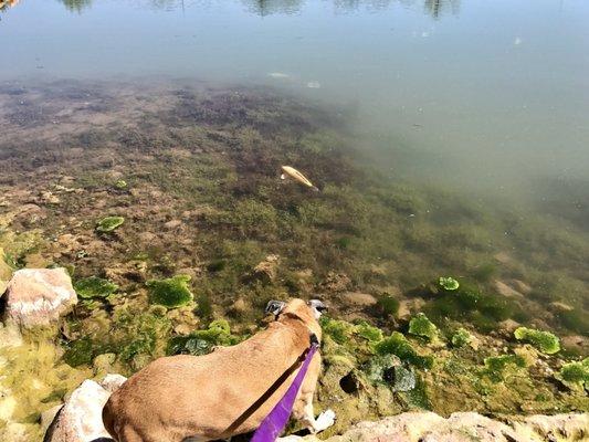 There's a large carp in the pond and Brownie sees it! @ Sullivan Virgin River Soccer Park - 5/1/17