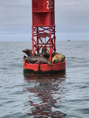 Whale Research Eco Excursions