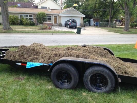 Old grass being removed