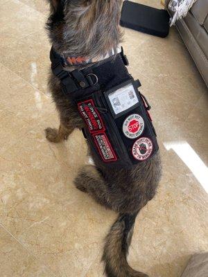 service dog