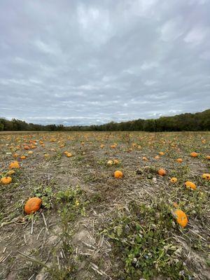 Powell Pumpkin Patch