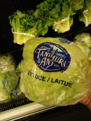 These lettuce heads are getting smaller...better choose the right size head ;-)