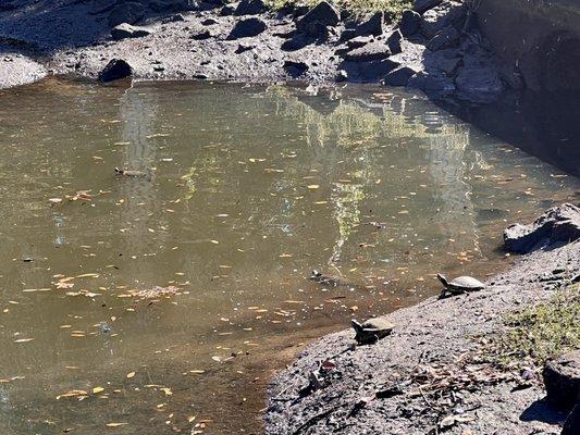 Turtles sunbathing.