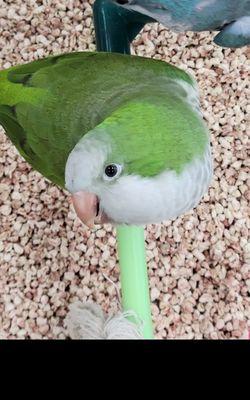 Here is a Green Quaker, smiling for the Camera! (: