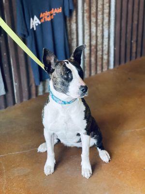 One of our adoptable dogs stopping by to shop!