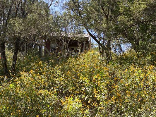 Fall flowers at the firehouse cabin.