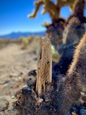 Inside the cholla cactus!