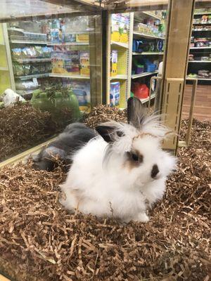 Two floofy bunnies