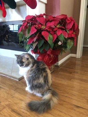 Beautiful very large poinsettias