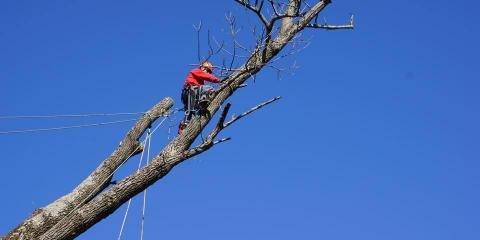 Dave & Aaron Stang's Certified Tree Care