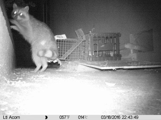 Removal of Raccoon from crawlspace