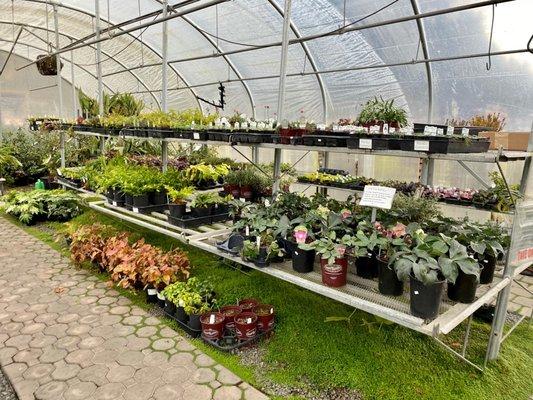 Greenhouse plants