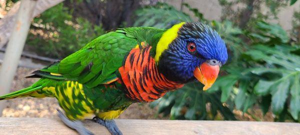 Lorikeet