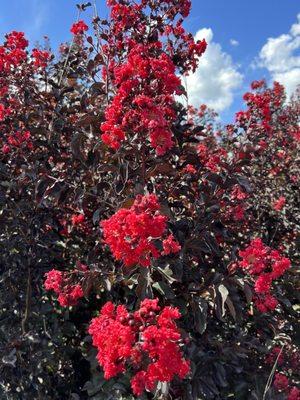 Black Diamond crepe myrtle