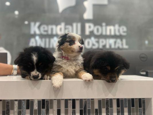 Kendall Pointe Animal Hospital