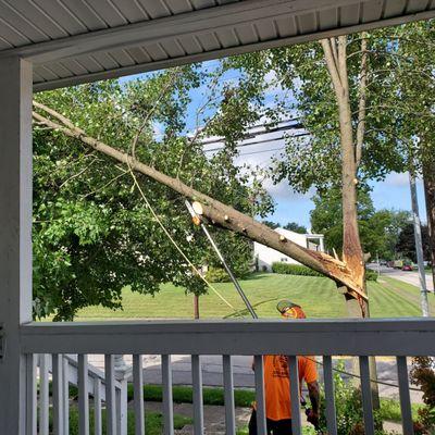 Storm damaged tree