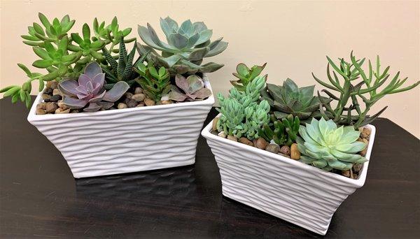 Modern white succulent duo in ceramic planters.