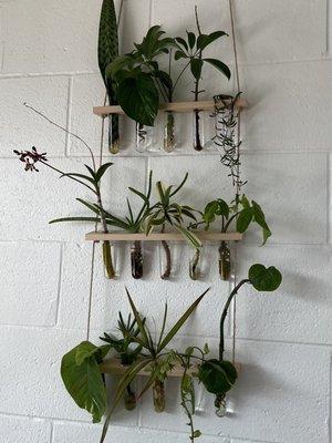 Cool  plants