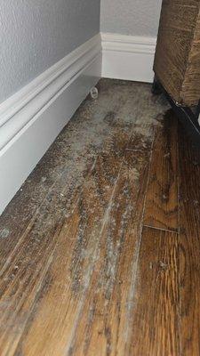 Mold on the floor growing under the furniture and everywhere due to a leak under the building for months.