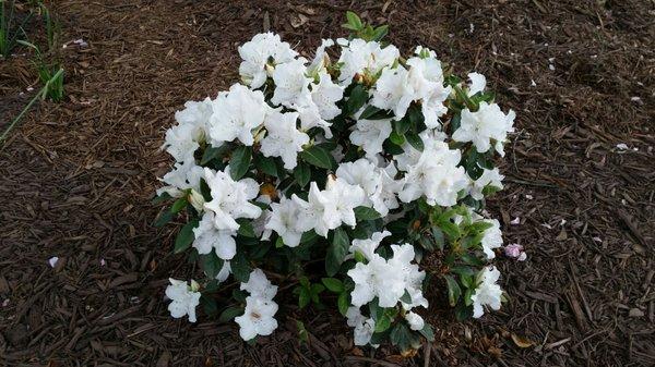 Encore azalea from Woodys planted in ground few weeks ago