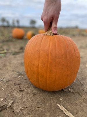 Perfect pumpkin in the patch