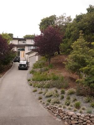 A steep slope planted with natives that deer won't eat