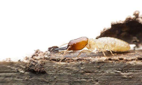 Don't let termites destroy your property!