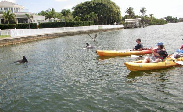 View a family kayaking with dolphins on a guided eco tour of Don Pedro Island State Park. Located on the west coast of Florida in Placida.