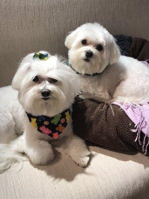 Lily & Herman after being groomed.