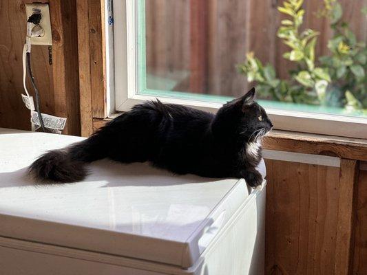 Boots (aka Cash) basking in the sun and bird watching.