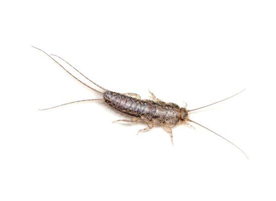 Silverfish