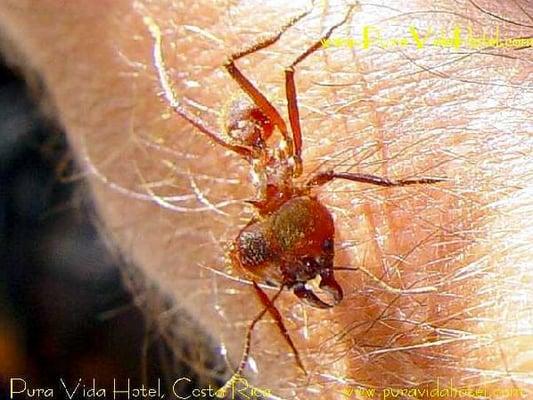 Big Headed Ants will inflict a painful bite and can be found in homes and surrounding homes in vast numbers.