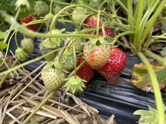 Strawberries soon ready for the picking