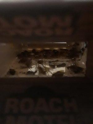 More nasty roaches. I set out 4 and they were all full after one night in the kitchen.