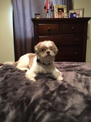 My one eyed shihtzu. All groomed up. :)