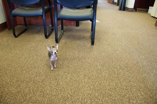 One of our Mid Oregon Lending mascots!